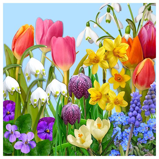 Servett, 3-lags 1/4-vikt 33 cm x 33 cm "Flowers of Spring" 1