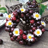 Servett, 3-lags 1/4-vikt 33 cm x 33 cm "Sweet Cherries"