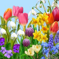 Servett, 3-lags 1/4-vikt 33 cm x 33 cm "Flowers of Spring"