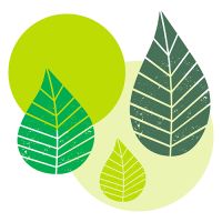 Servett, 3-lags 1/4-vikt 40 cm x 40 cm grön "Graphic Leaves"
