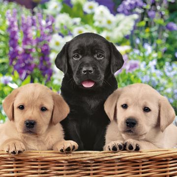 Servetter, 3-lagers 1/4-vikt 33 cm x 33 cm "Dog School"