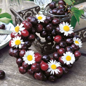 Servetter, 3-lagers 1/4-vikt 33 cm x 33 cm "Sweet Cherries"